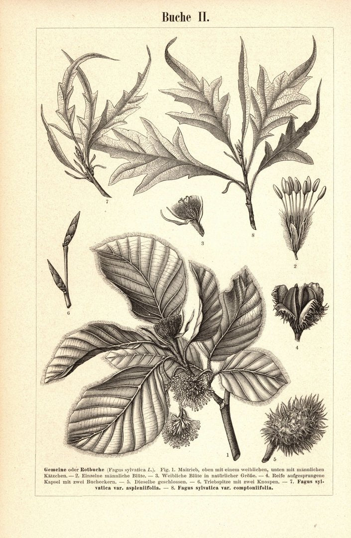 Buche. Buchillustration (Stich) von 1893