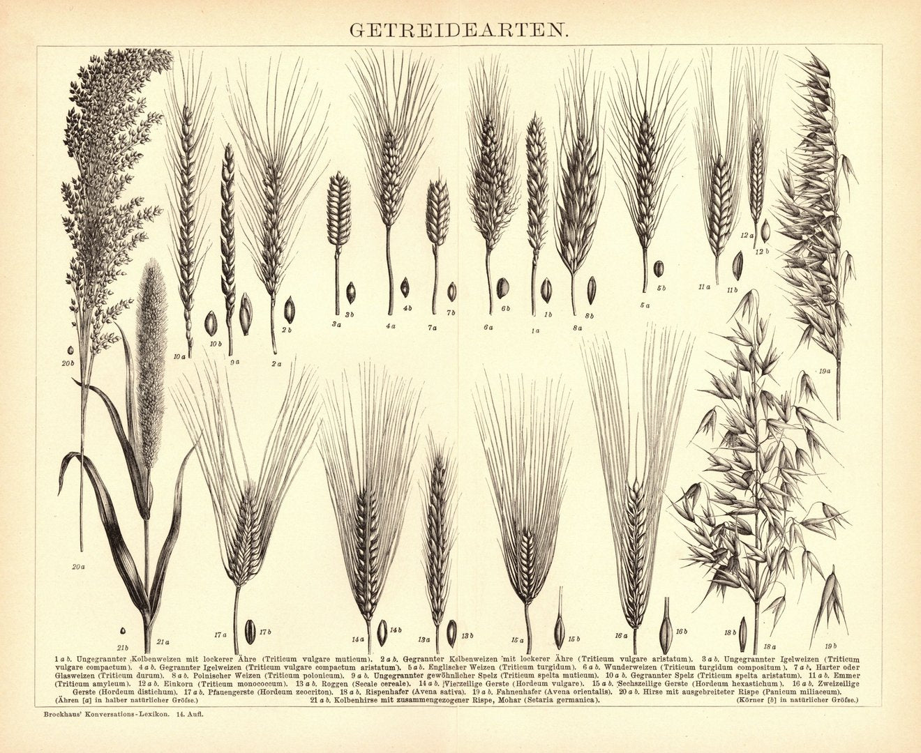 Getreide. Buchillustration (Stich) von 1897