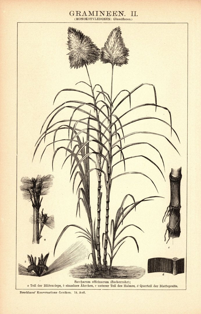Gramineen I-II. Buchillustration (Stich) von 1897