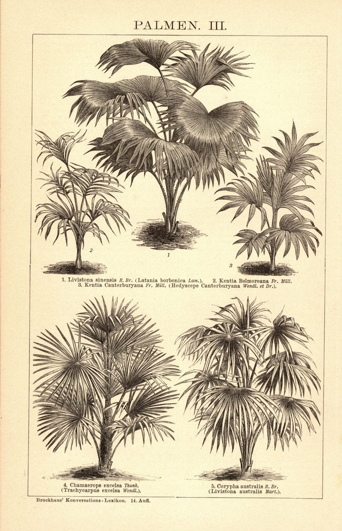 Palmen II-III. Buchillustration (Stich) von 1897