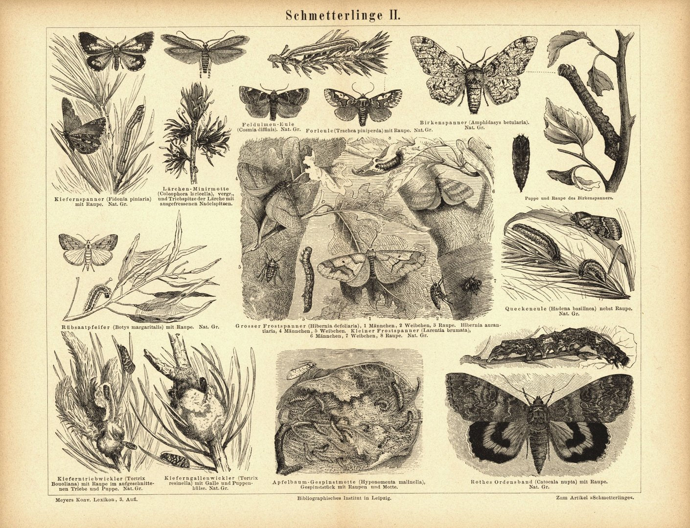 Schmetterlinge II. Buchillustration (Stich) von 1878