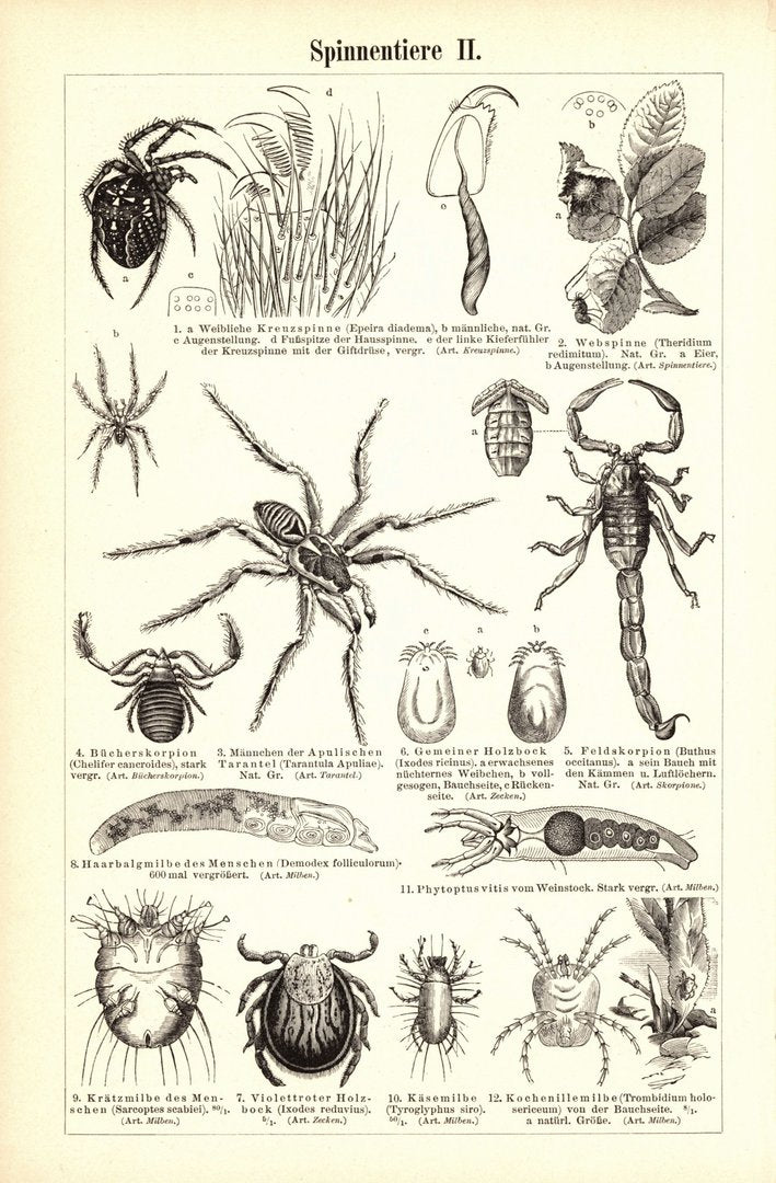 Spinnentiere. Buchillustration (Stich) von 1897