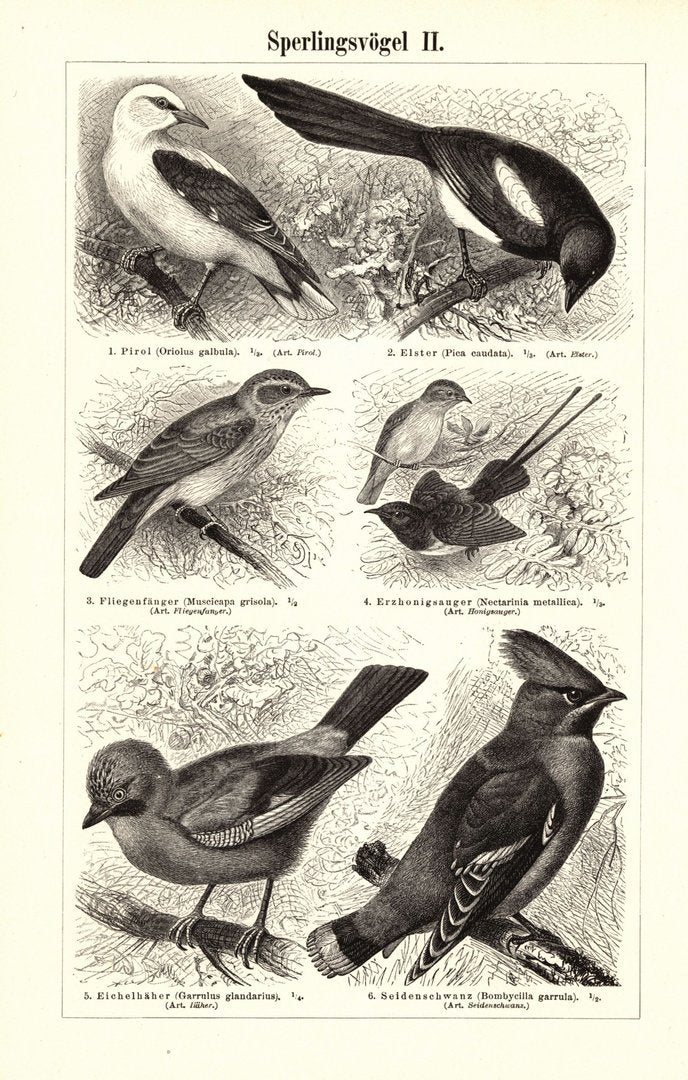 Sperlingsvögel I-II. Buchillustration (Stich) von 1897