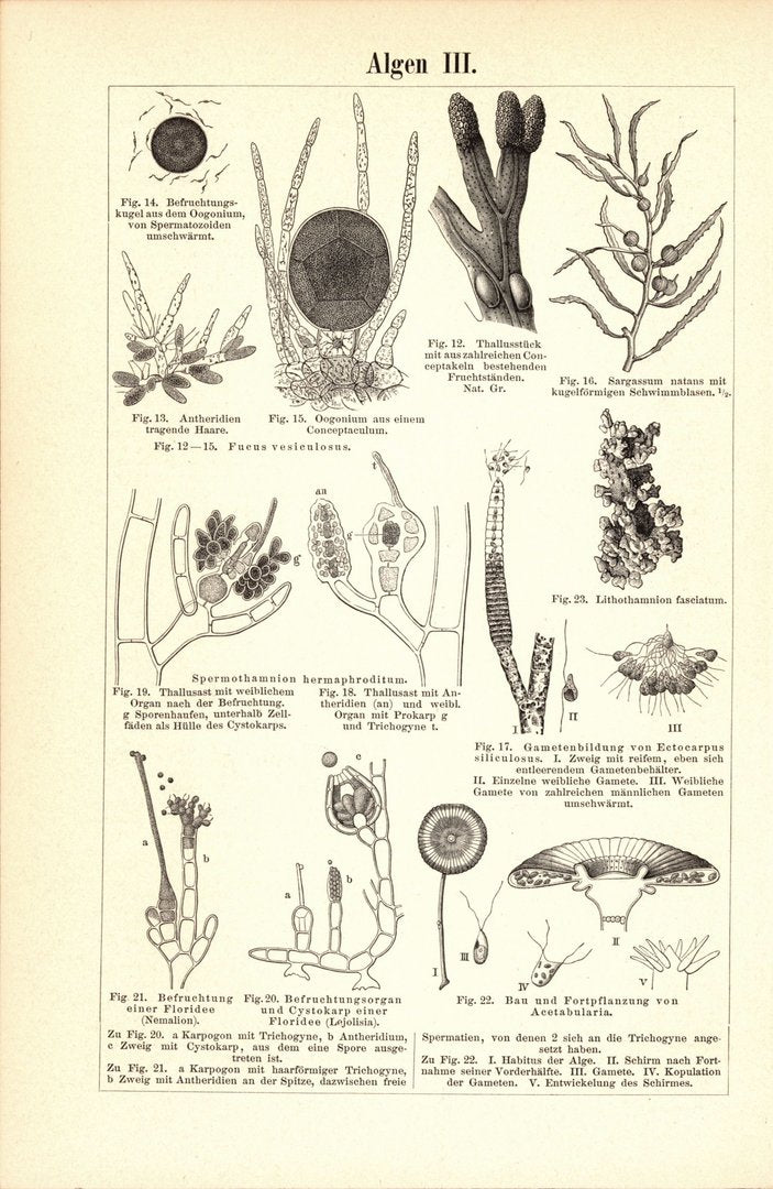 Algen. Buchillustration (Stich) von 1893