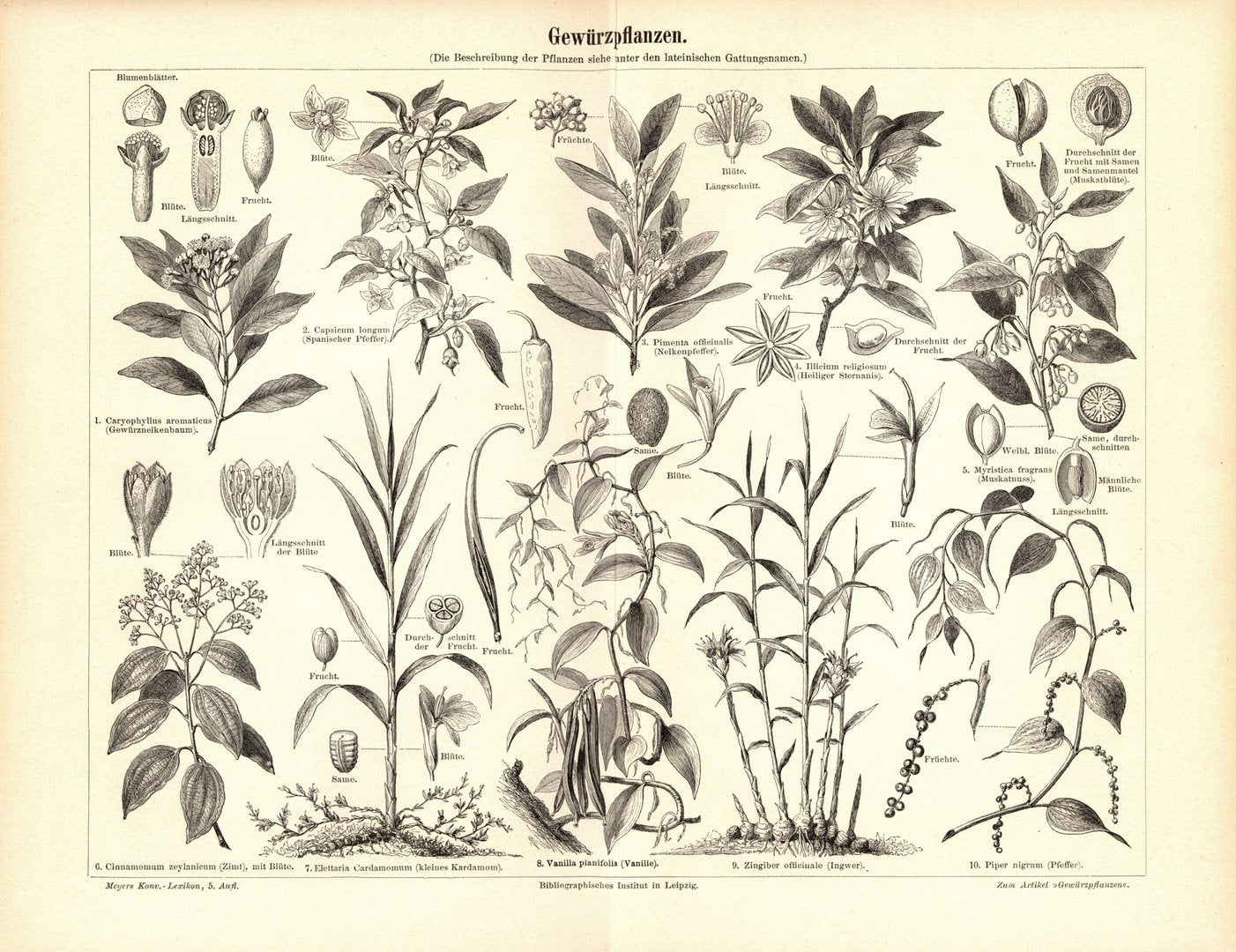 Gewürzpflanzen. Buchillustration (Stich) von 1894