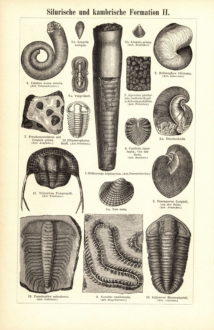 Silurische und kambrische Formation. Buchillustration (Stich) von 1897