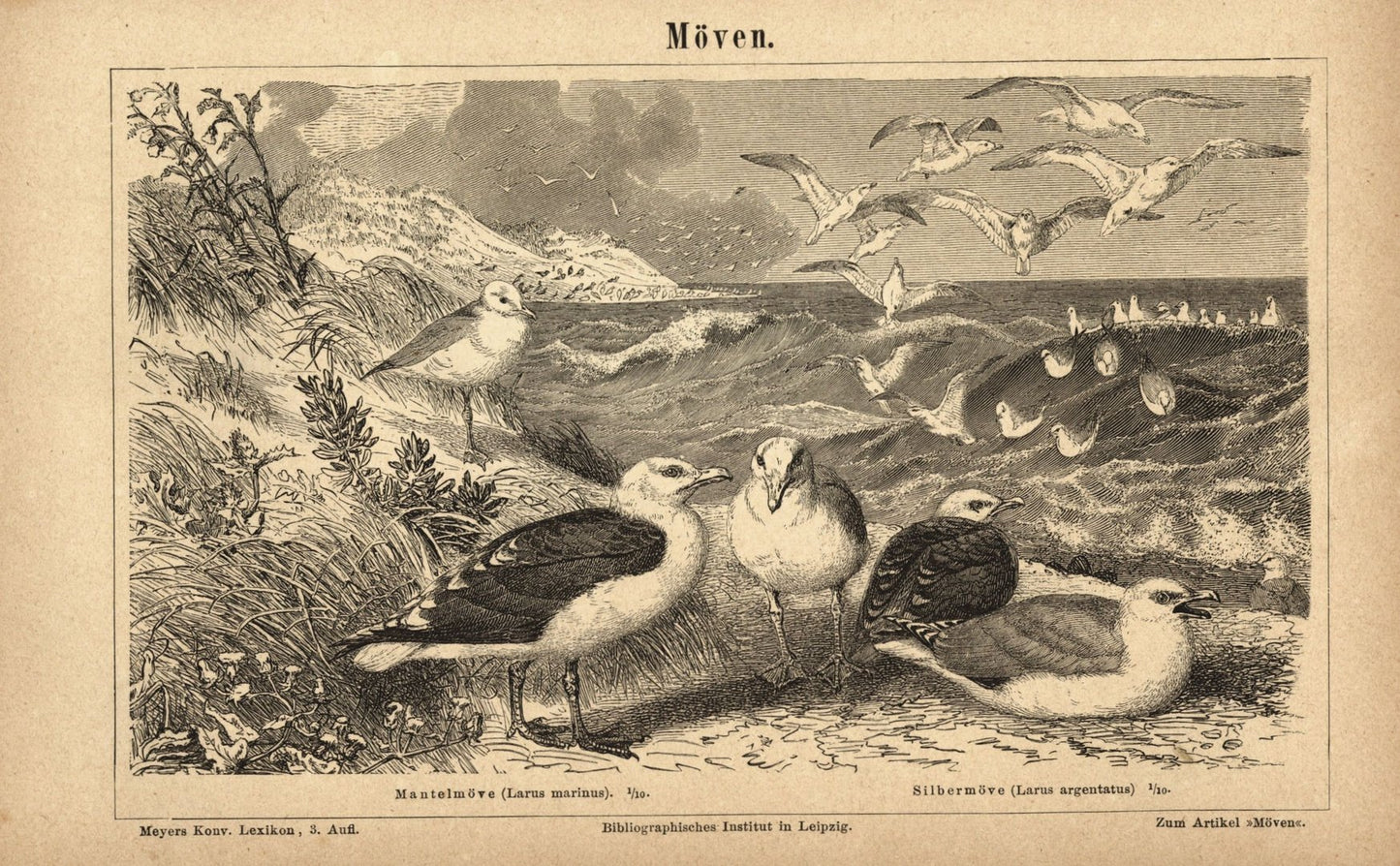 Möwen. Buchillustration (Stich) von 1877