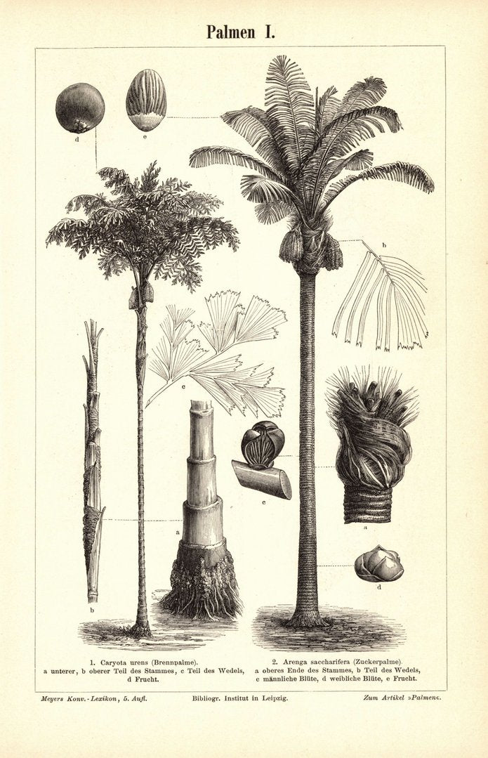 Palmen. Buchillustration (Stich) von 1897