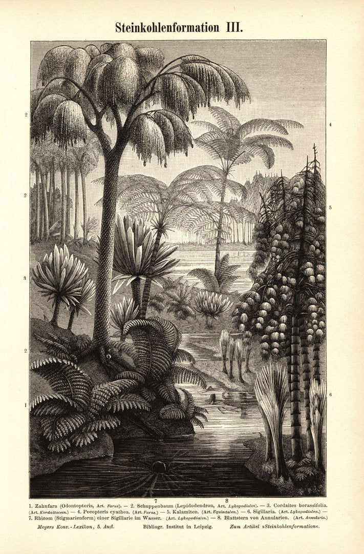 Steinkohleformation III-IV. Buchillustration (Stich) von 1897