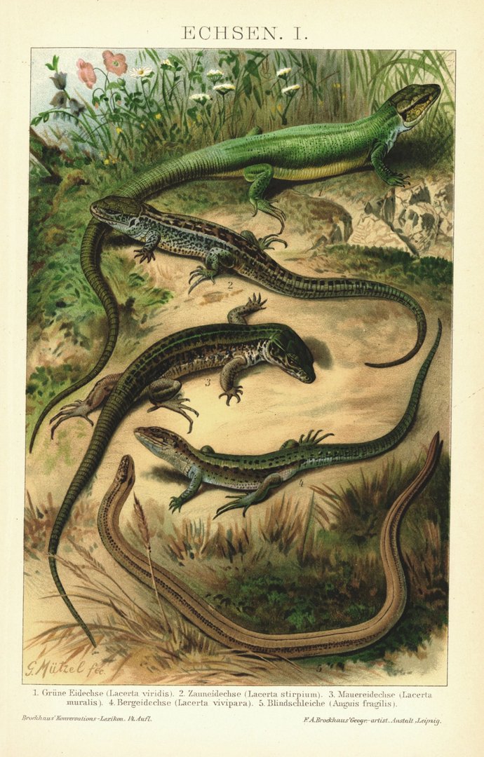 Echsen. Lithographie von 1894