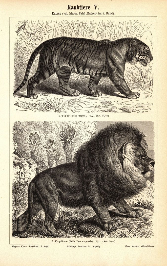Raubtiere, Löwe, Tiger, Hyäne, Luchs. Buchillustration (Stich) von 1897