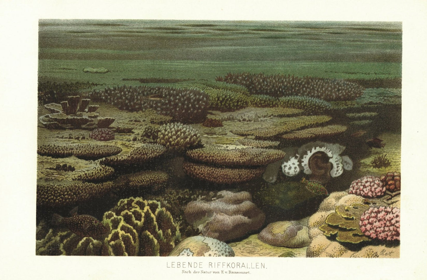 Lebende Riffkorallen. Lithographie von 1886