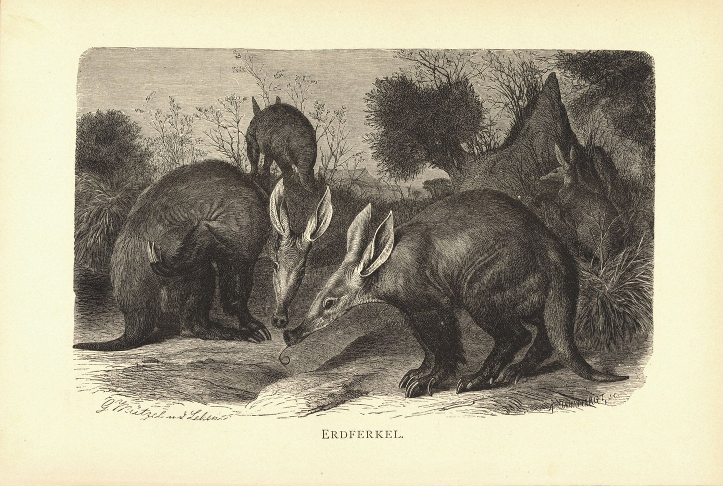 Erdferkel. Buchillustration von 1890