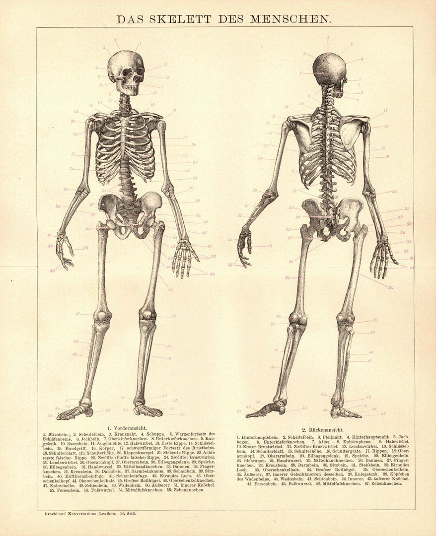 Das Skelett des Menschen. Buchillustration (Stich) von 1897