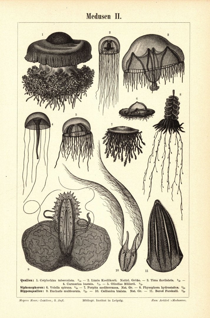 Medusen. Buchillustration (Stich) von 1897