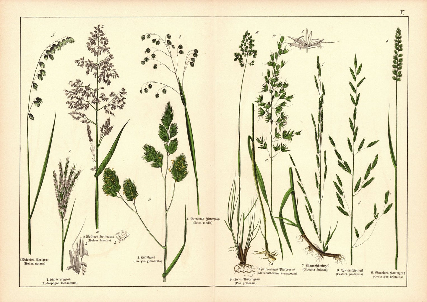 Pflanzen, Triandria Digynia, z.B. Rispengras. Farblithografie von 1887. Tafel 5