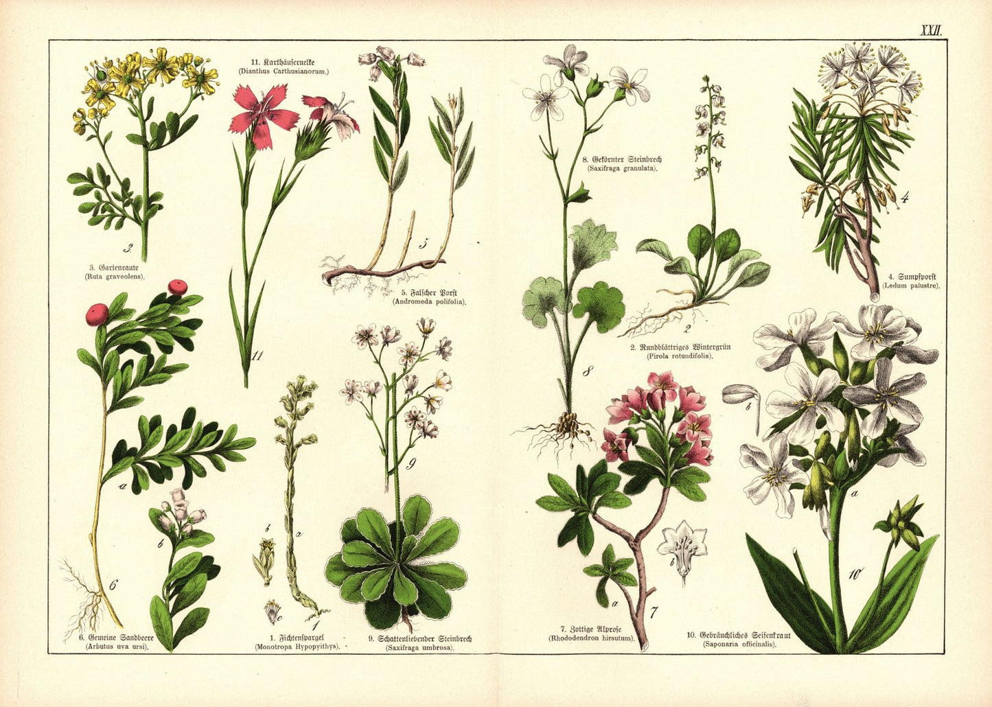 Pflanzen, Decandria Digynia, z.B. Fichtenspargel. Farblithografie von 1887. Tafel 22