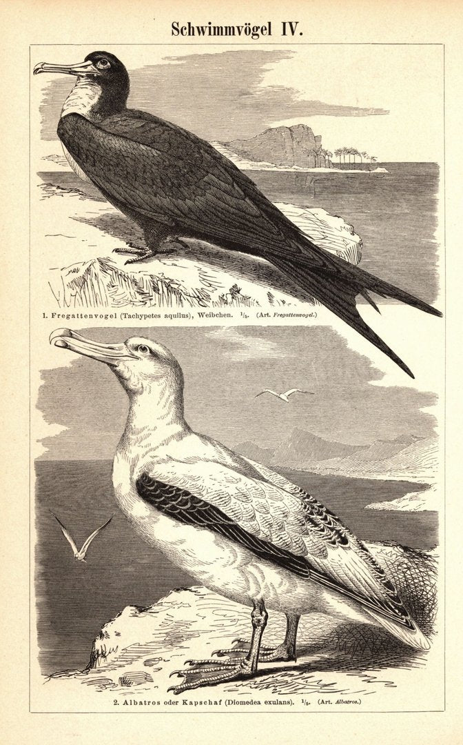 Schwimmvögel III-IV. Buchillustration (Stich) von 1897