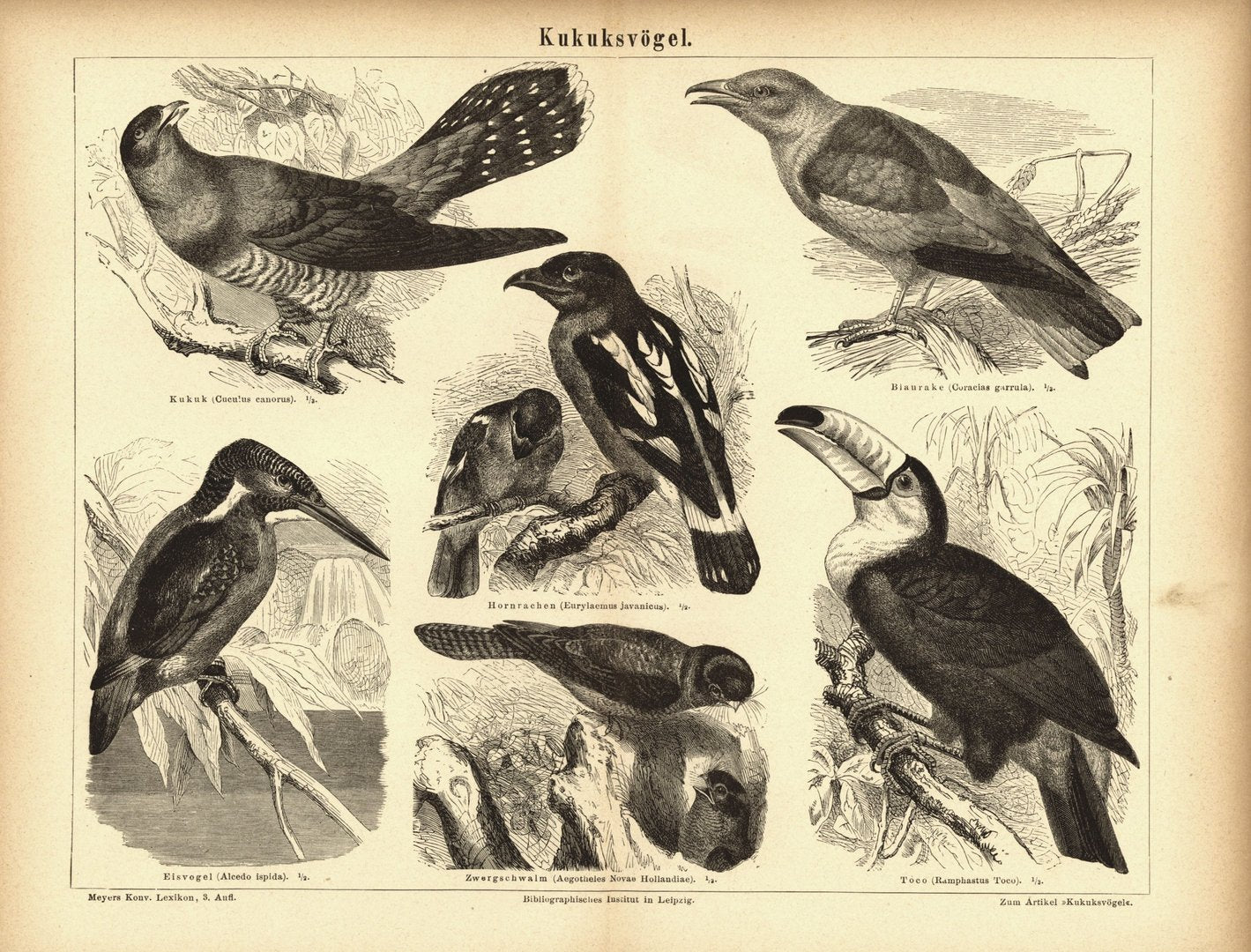 Kuckucksvögel. Buchillustration (Stich) von 1877