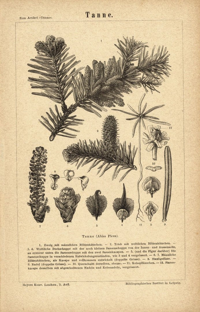 Tanne. Buchillustration (Stich) von 1878