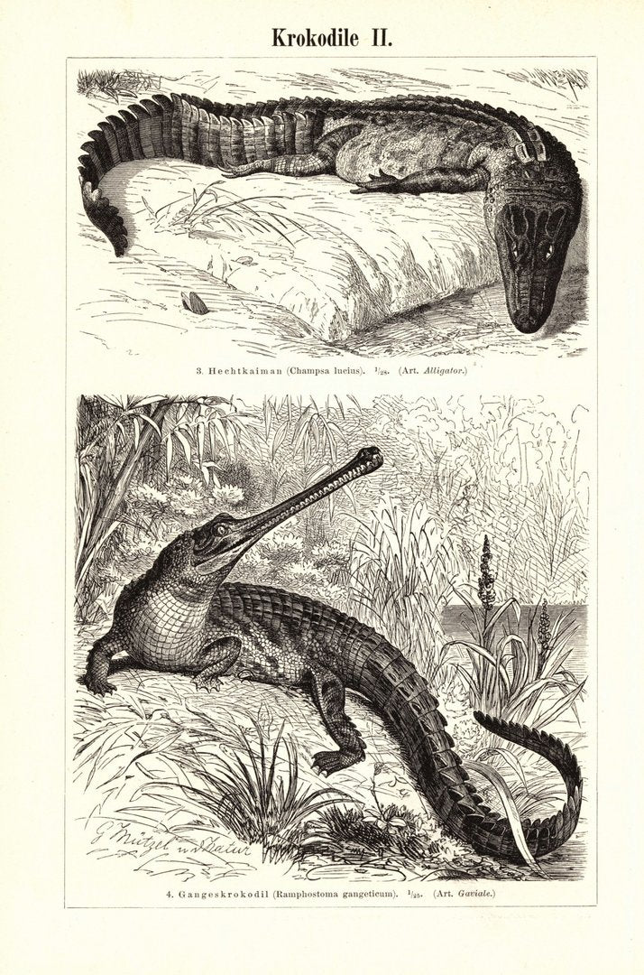 Krokodile. Buchillustration (Stich) von 1896
