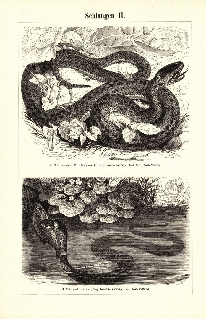 Schlangen I-II. Buchillustration (Stich) von 1897