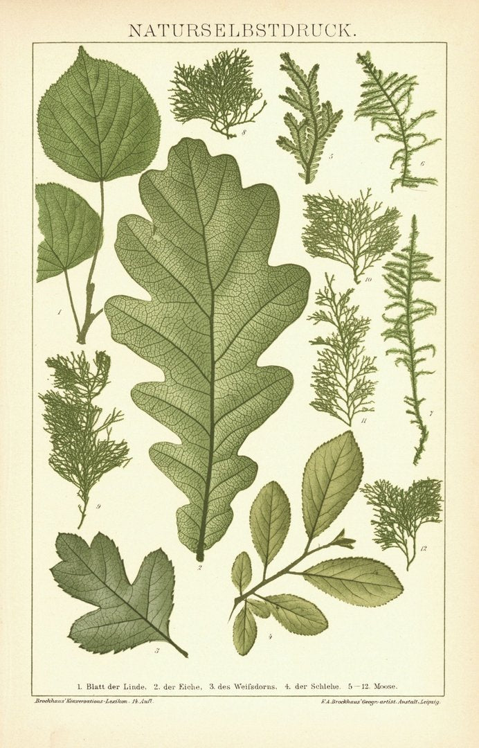 Naturselbstdruck, Blätter. Buchillustration von 1894