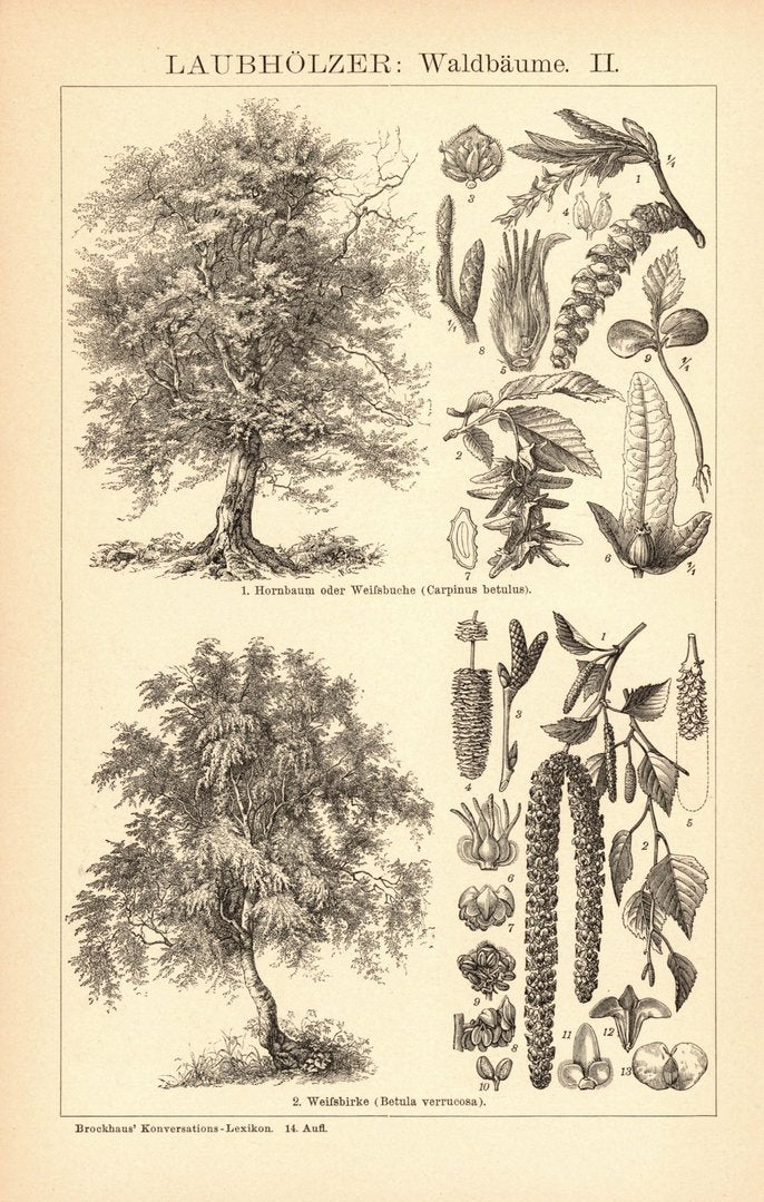 Laubhölzer, Waldbäume I-II. Buchillustration (Stich) von 1897