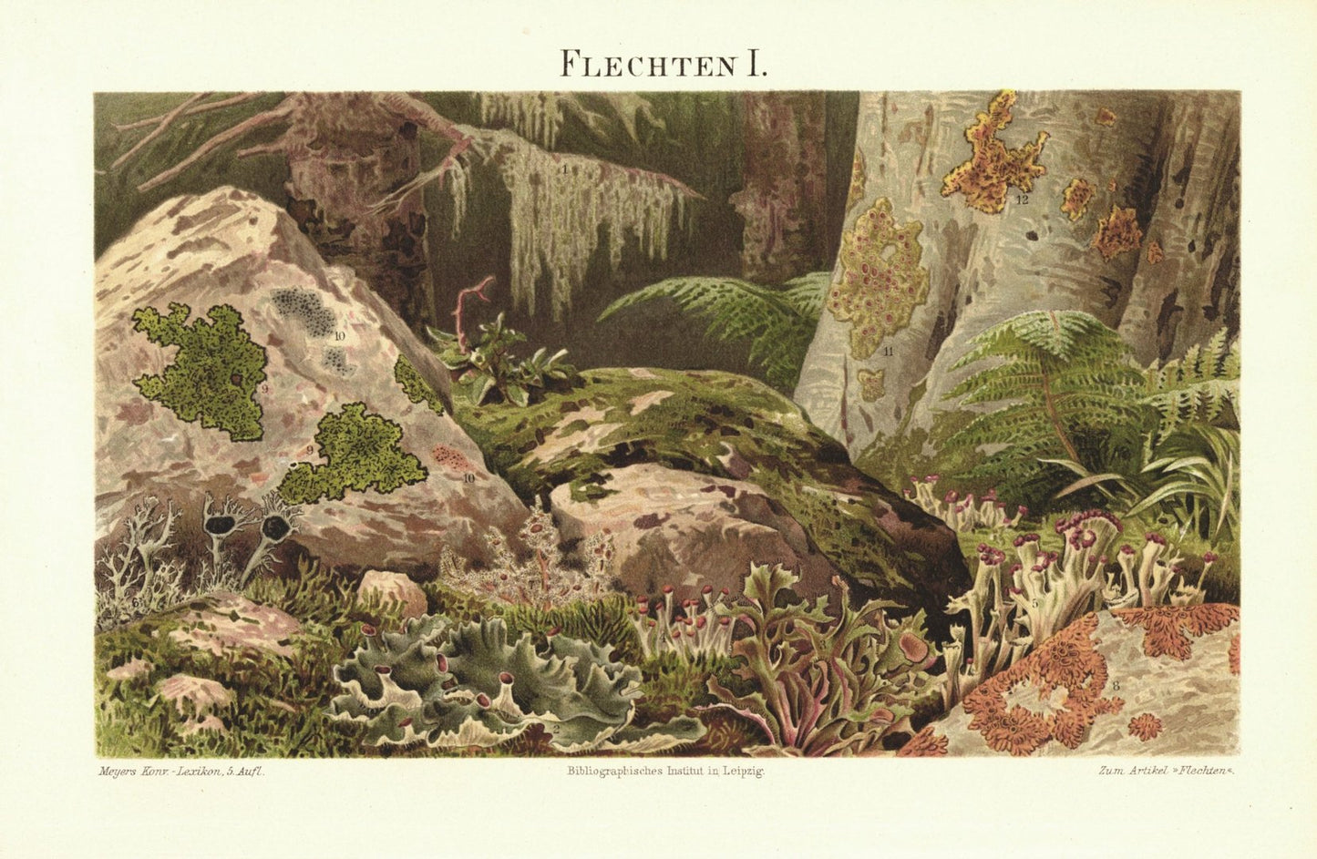 Flechten I. Lithografie von 1897