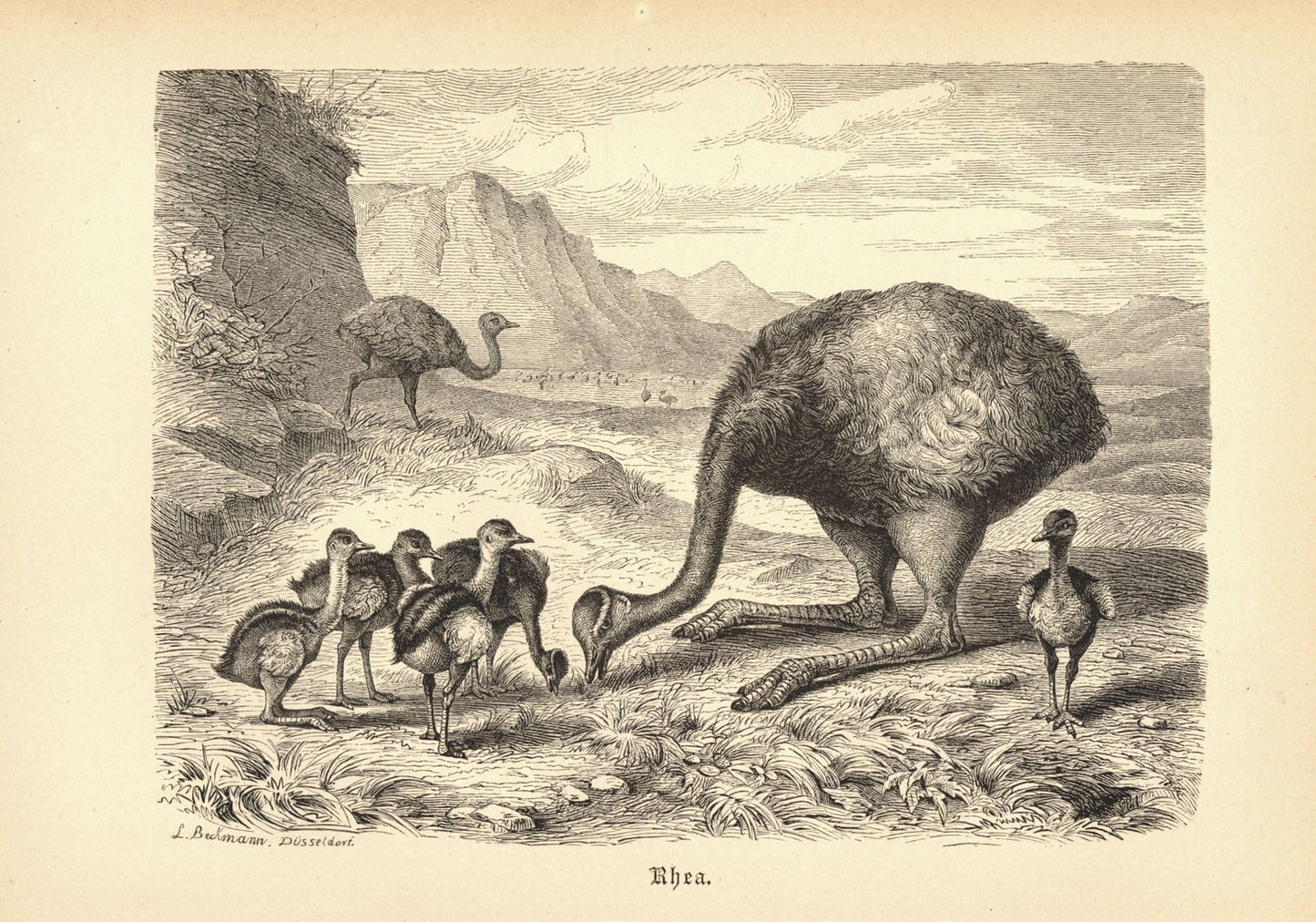 Rhea oder Nandus, Vogel. Buchillustration (Holzschnitt) von 1890