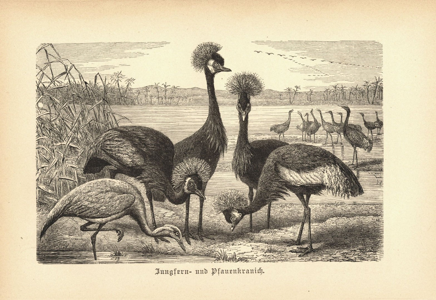 Jungfern- und Pfauenkranich, Vogel. Buchillustration (Holzschnitt) von 1890