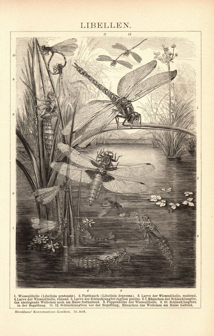 Libellen. Buchillustration (Stich) von 1897
