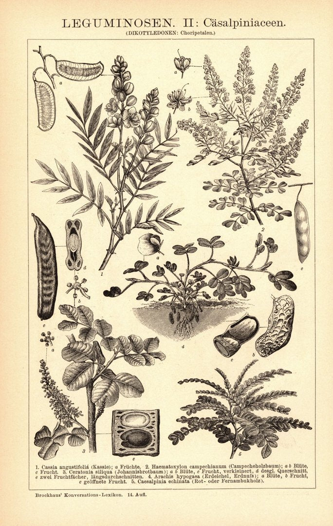 Leguminosen I-II. Buchillustration (Stich) von 1897