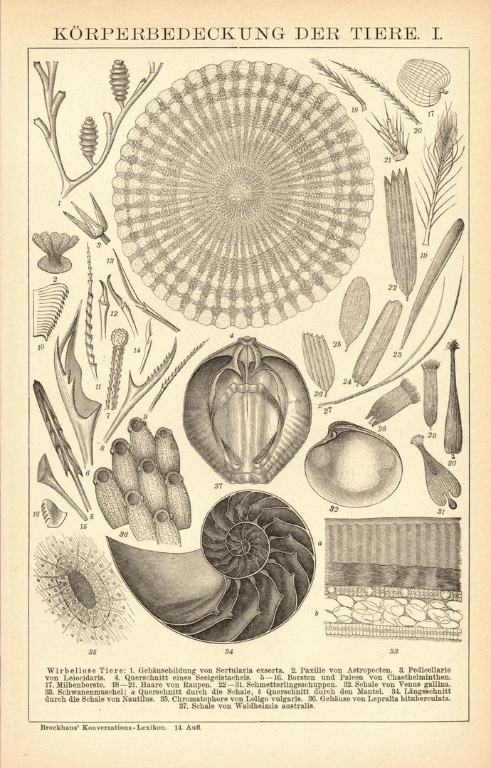 Körperbedeckung der Tiere. Buchillustration (Stich) von 1897