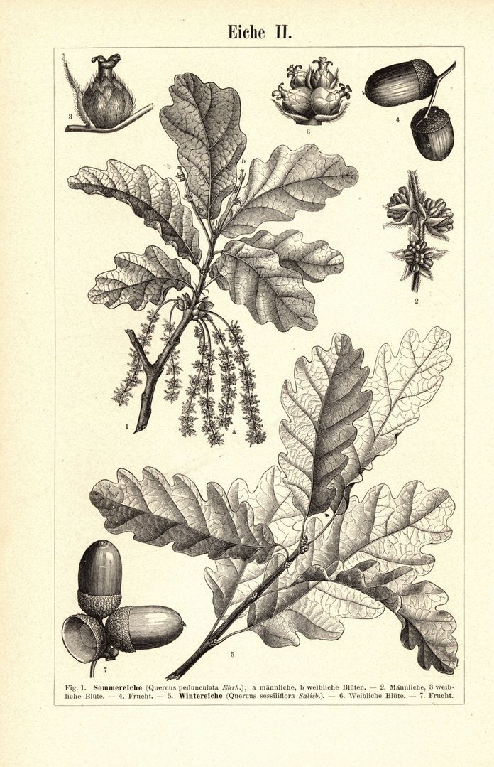 Eiche I-II. Buchillustration (Stich) von 1895