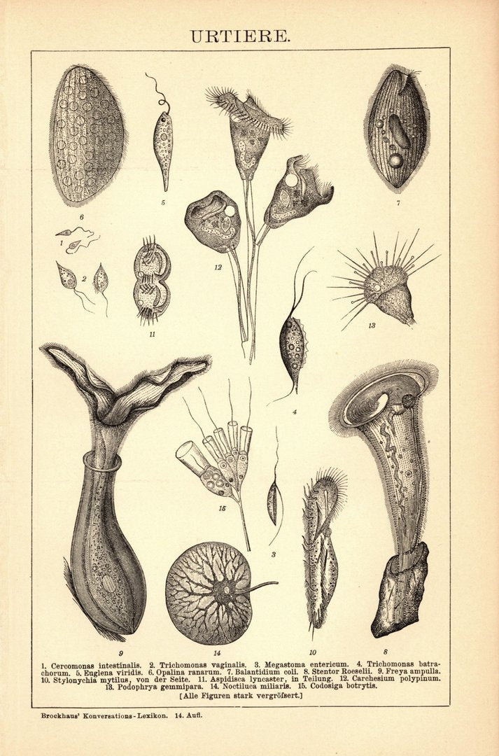 Urtiere. Buchillustration (Stich) von 1897