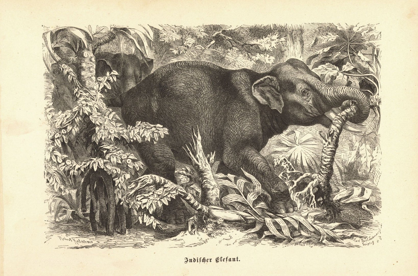 Indischer Elefant. Buchillustration von 1890