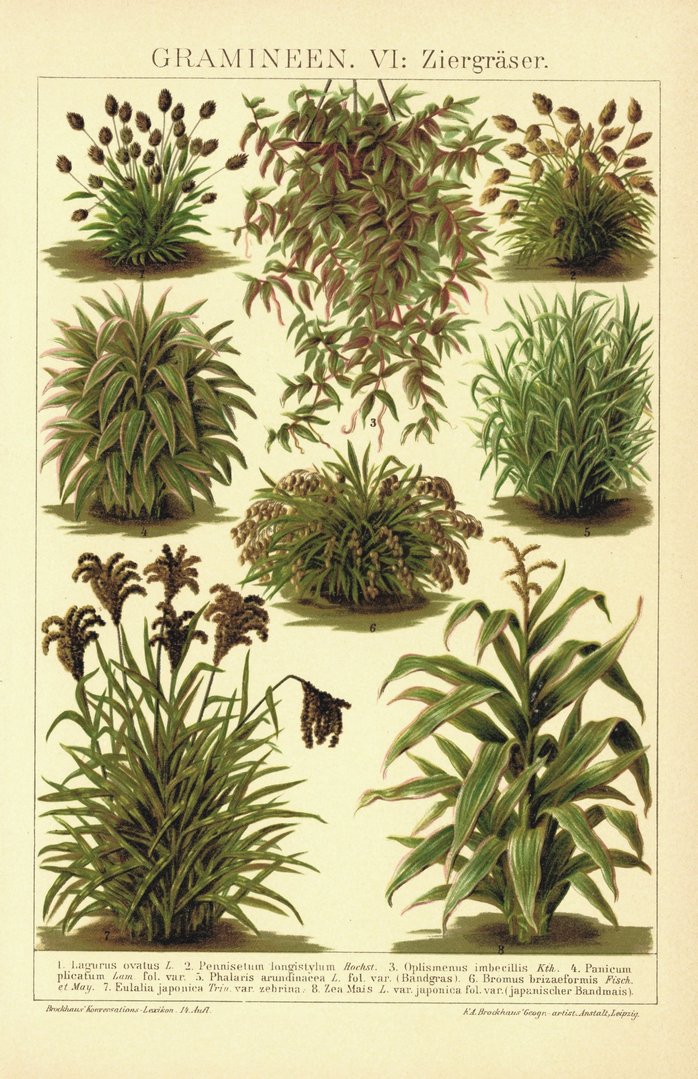 Gramineen, Ziergräser. Lithografie von 1920