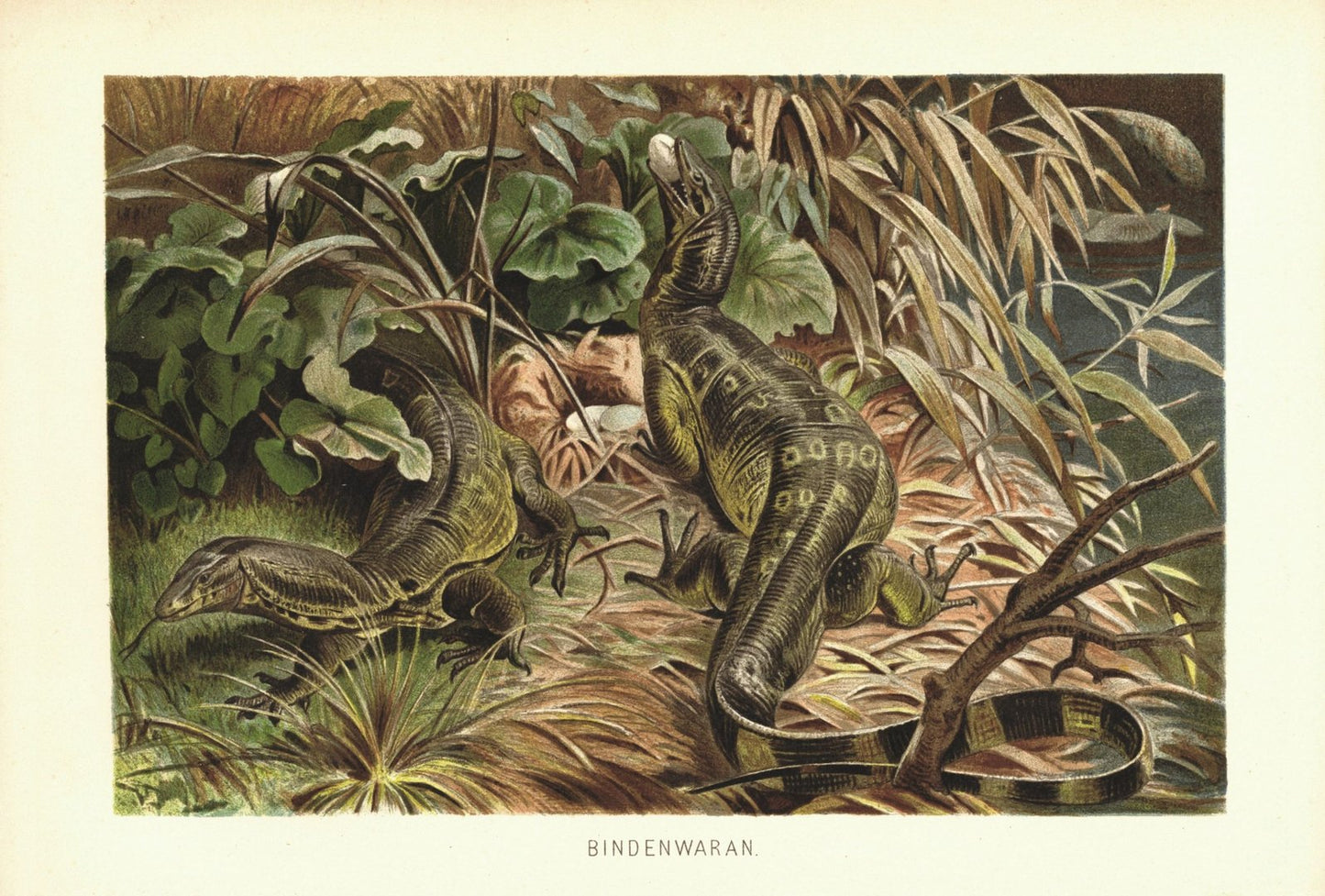 Bindenwaran, Echse. Lithografie von 1890