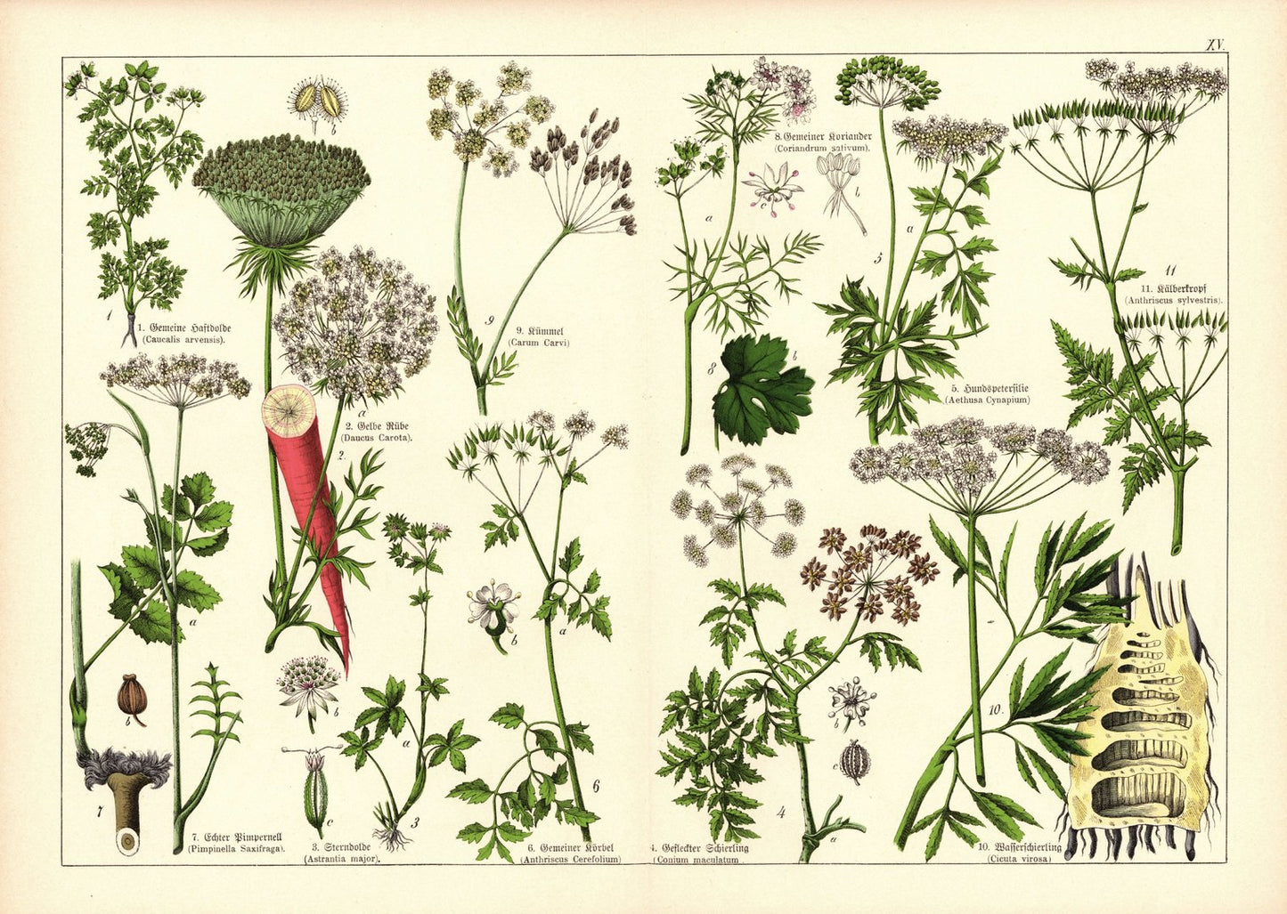 Pflanzen, Doldengewächse, z.B. Möhre. Farblithografie von 1887. Tafel 15