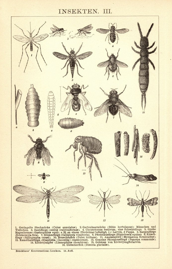 Insekten II-III. Buchillustration (Stich) von 1897