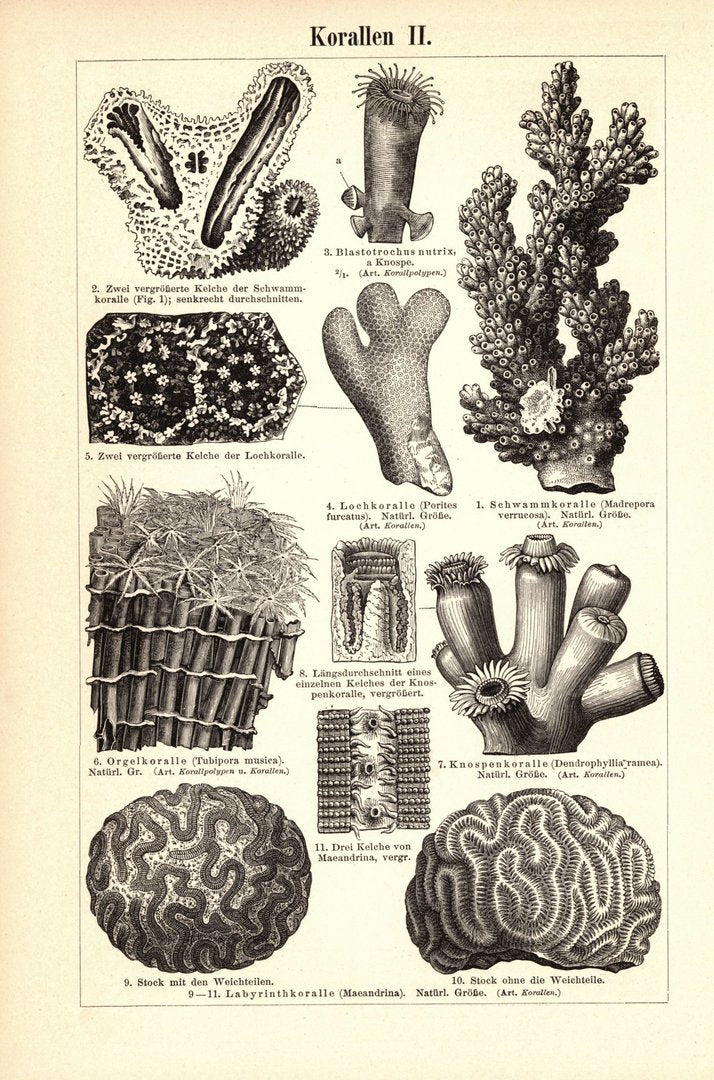 Korallen. Buchillustration (Stich) von 1896