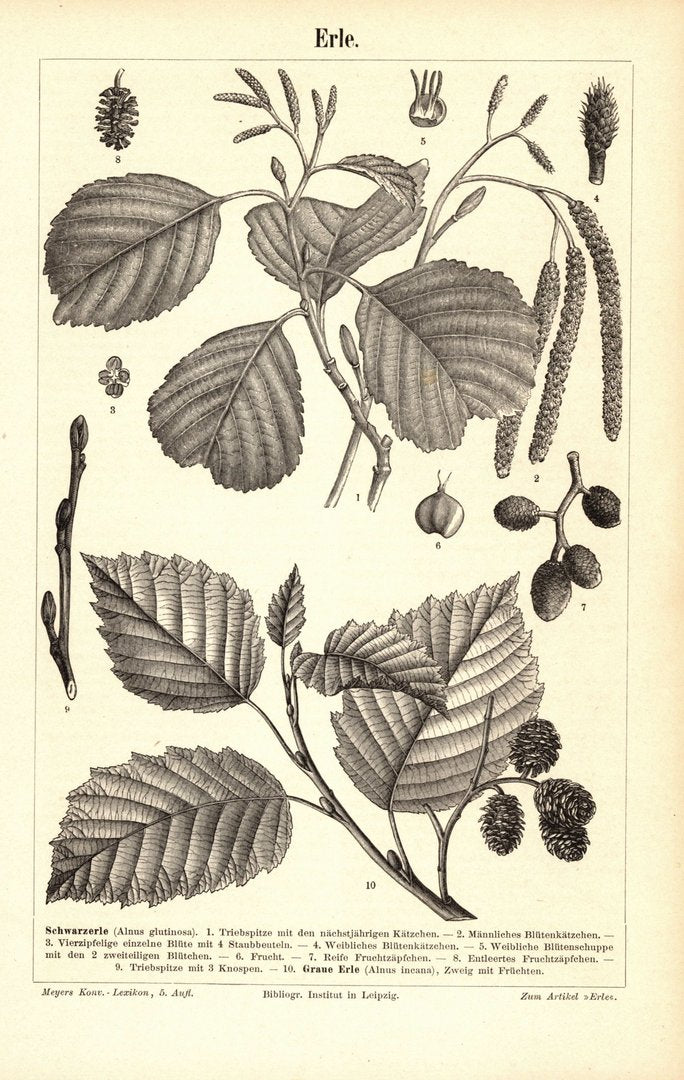 Erle. Buchillustration (Stich) von 1895