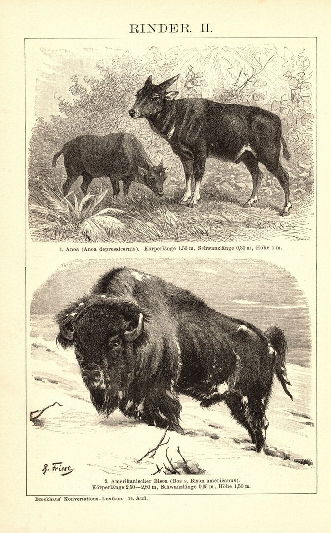 Rinder. Buchillustration (Stich) von 1897