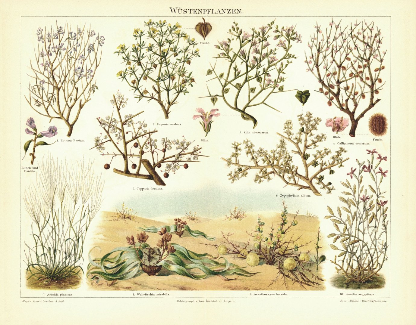 Wüstenpflanzen. Lithografie von 1897