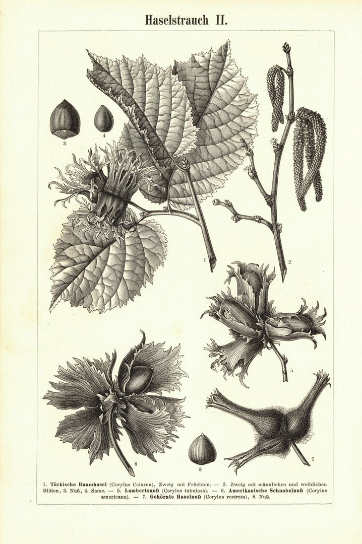 Haselstrauch. Buchillustration (Stich) von 1894