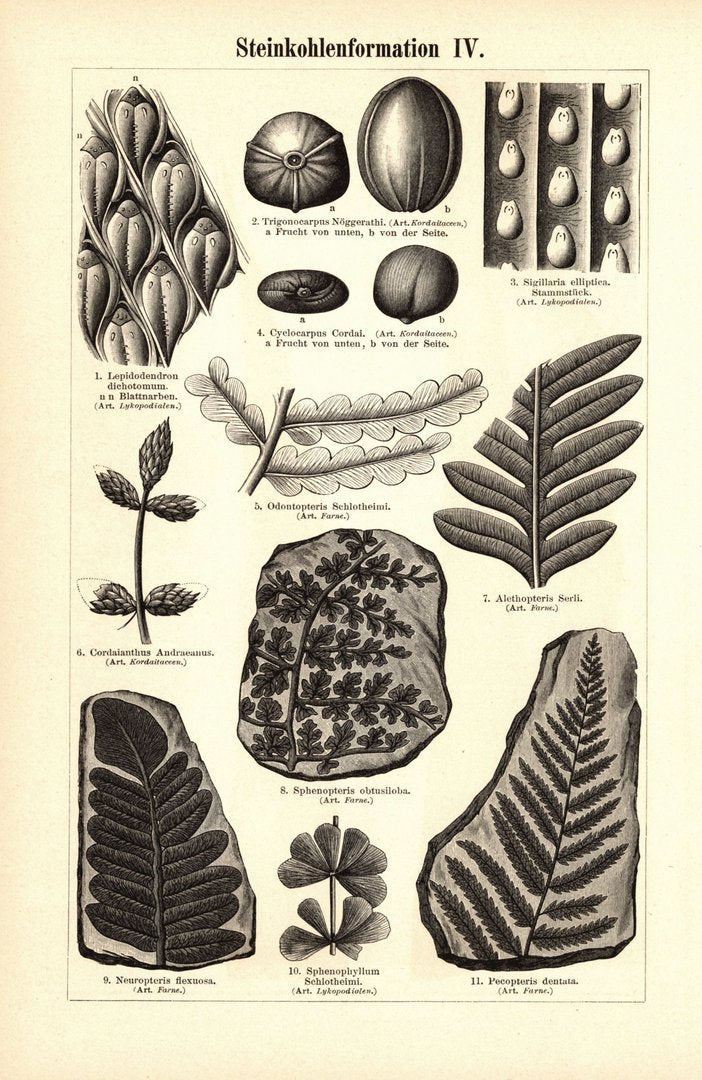 Steinkohleformation III-IV. Buchillustration (Stich) von 1897