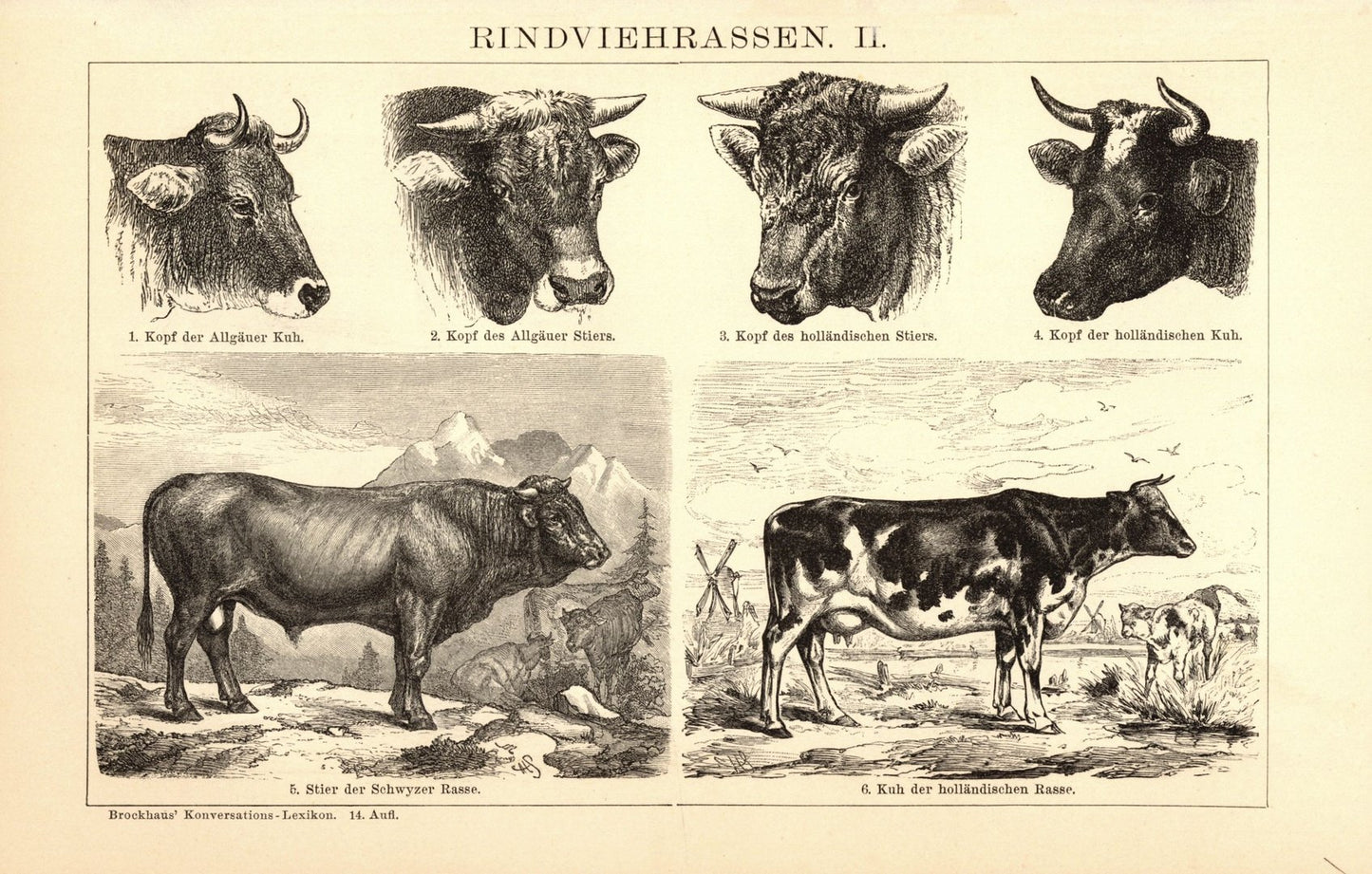 Rindviehrassen. Buchillustration (Stich) von 1897