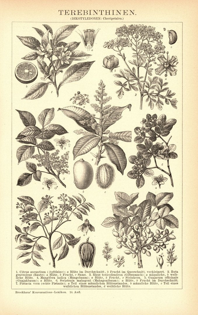 Terebinthinen. Buchillustration (Stich) von 1897