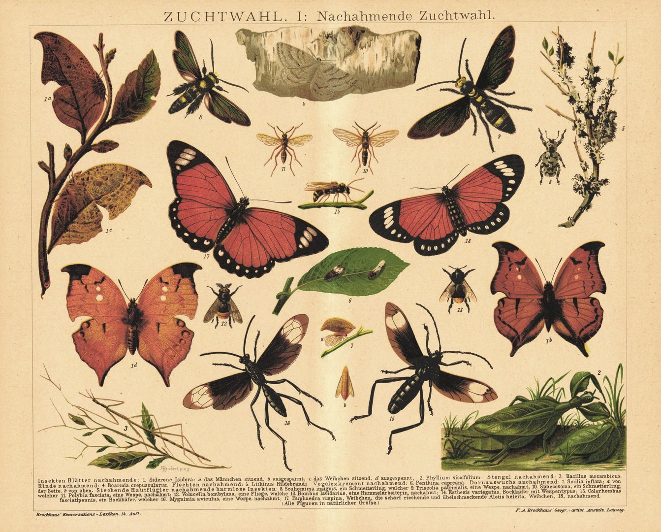 Nachahmende Zuchtwahl, Schmetterlinge, Insekten. Lithografie von 1920